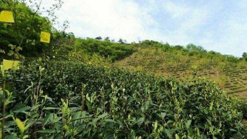 有机蔬菜厂家批发价格