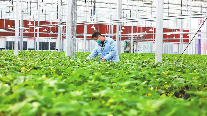 成都绿色食品包装定制公司