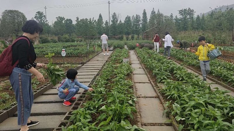 成立农村合作社，税费减免的奥秘解析**