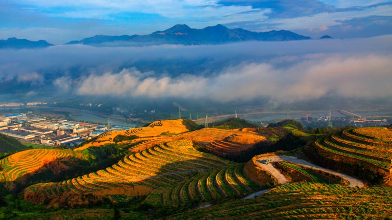 大型粮食种植基地排名：揭秘高效农业背后的关键因素
