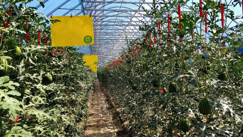 蔬菜配送报价清单：费用明细背后的考量因素**