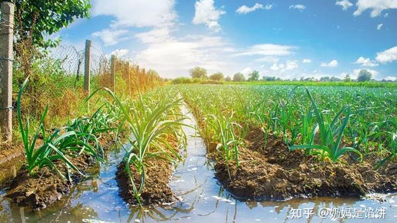 苏州农业产业园规划标准：打造绿色高效农业的未来蓝图