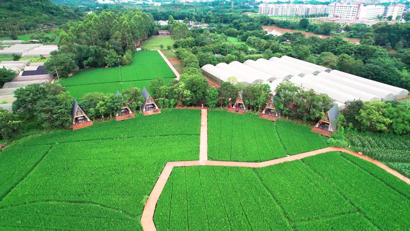粮食种植种子成本一亩多少钱